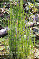 An original art print of Tall Scouring Rush in Bog with Lily Pads