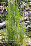 An original art print of Tall Scouring Rush in Bog with Lily Pads
