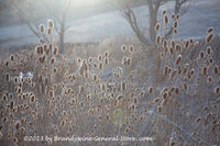 An original premium quality art print of Teasels in a Cold Heavy Frosty Fog for sale by Brandywine General Store