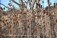 An original premium quality art print of Teasels in a Thick Screen Blocking Tree for sale by Brandywine General Store