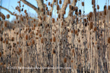 art print of Teasels in a Thick Screen Blocking Tree