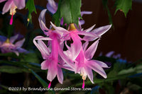 An original premium quality art print of Thanksgiving Cactus a Pair of Blooms for sale by Brandywine General Store