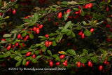 art print of Barberry Three Branches full of red Berries