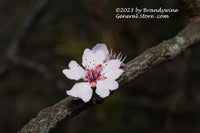 An original premium quality art print of Thundercloud Plum Single Blossom on Branch for sale by Brandywine General Store