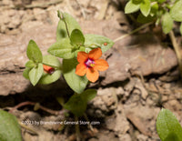 An original premium quality art print of Tiny Orange Wildflower Bloom in a Bed of Bark for sale by Brandywine General Store