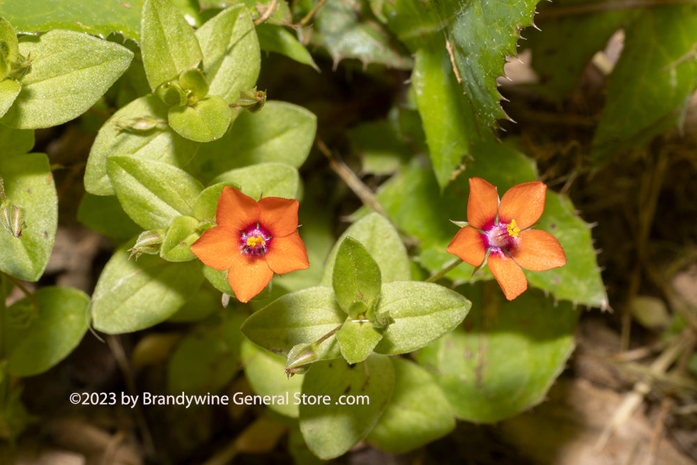 An original premium quality art print of Tiny Orange Wildflowers a Pair of Blooms for sale by Brandywine General Store