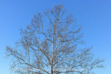 A premium quality art print of Sycamore Tree Top with White Bark and Large Burrs in Late Fall for sale by Brandywine General Store