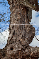 An original premium quality art print of Tree Branch with Hole in a Knot and a Burl for sale by Brandywine General Store