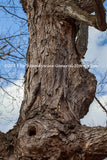 An original premium quality art print of Tree Branch with Hole in a Knot and a Burl