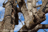 An original premium quality art print of Tree Trunk and Branches in Odd Shapes 