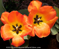 An original premium quality art print of Tulips a Pair of Orange and Yellow for sale by Brandywine General Store