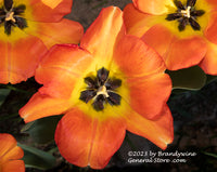 An original premium quality art print of Tulips a Trifecta of Orange and Yellow