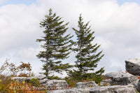 An original premium quality art print of Two Sentinels of Dolly Sods WV for sale by Brandywine General Store
