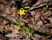 art print of a single bloom of the upright yellow woodsorrrel in bed of bark
