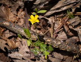 art print of a single bloom of the upright yellow woodsorrrel in bed of bark