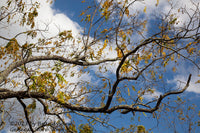 An original premium quality art print of Walnuts in the Sky