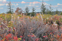 An original premium quality art print of Wildflowers and Bushes in Dolly Sods WV 