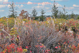An original premium quality art print of Wildflowers and Bushes in Dolly Sods WV for sale by Brandywine General Store