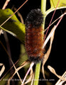 An original premium quality art print of A Wooly Worm Forecasting a Mild Winter for sale by Brandywine General Store