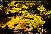 An original premium quality art print of Yellow Sunlit Leaves at the Edge of a Dark Forest for sale by Brandywine General Store