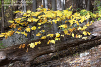 An original premium quality art print of Yellow Maple Growing over Log for sale by Brandywine General Store
