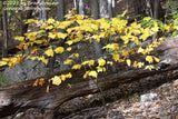 An original premium quality art print of Yellow Maple Growing over Log for sale by Brandywine General Store
