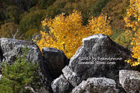 An original premium quality art print of Yellow Saplings Behind Wall of Rocks for sale by Brandywine General Store