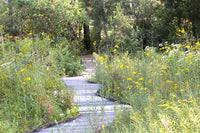 art print of Yellow Wildflowers along a Wooden Walkway at NCU