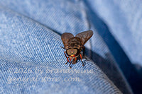 macro art print of American horse fly on pant leg