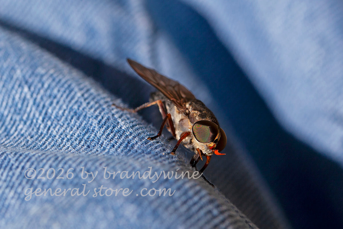 macro art print of large American horse fly a side view on dungaree leg