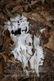 art print of animal carcass lying in brown dead leaves of winter