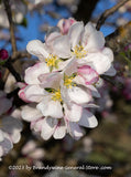 art print of Apple Blossoms Hanging Down from Branch