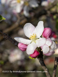 art print of Apple Blossoms a Single Bloom Surrounded by Buds