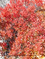 art print of Red Wild Blueberry Bush in full sunshine