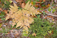 art print of yellow autumn fern and green spruce sapling