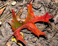 art print of Red, Green and Orange Oak Leaf laying on brown Earth
