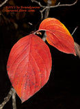 art print of Fall Leaves Hanging in the Dark