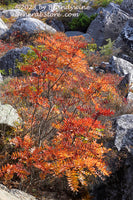 art print of Rocky Ash with red leaves Growing over Rocky Ravine