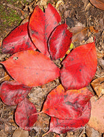 art print of Red Fall Leaves with Faults and all laying on brown Earth