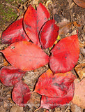 art print of Red Fall Leaves with Faults and all laying on brown Earth
