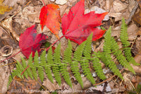art print of Red Fall Leaves and Fern Frond and hickory nut shell