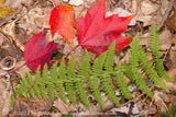 art print of Red Fall Leaves and Fern Frond and hickory nut shell