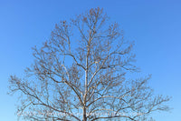 art print of Sycamore Tree Top with White Bark and Large Burrs in Late Fall