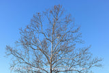 art print of Sycamore Tree Top with White Bark and Large Burrs in Late Fall