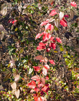art print of Tall Stem of Red Leaves and Small Berries in a Thicket