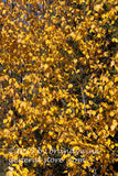 art print of bright yellow Birch leaves in front of green spruce needles