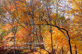 art print of bent tree with black bark in front of vivid autumn foliage