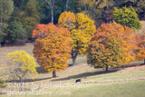 art print of black cows under fall colored sugar maple trees