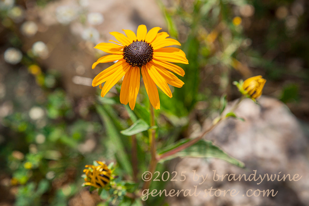 art print of macro shot of black eyed susan with large bloom and two buds