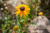 art print of macro shot of black eyed susan with large bloom and two buds